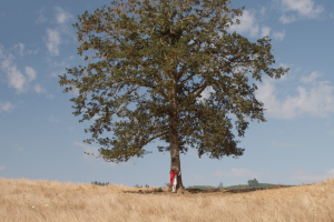 Retirement Account Decision Tree